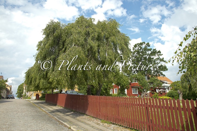 Betula pendula ‘Youngii’