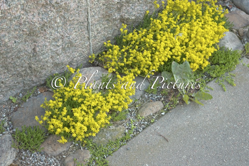 Sedum acre
