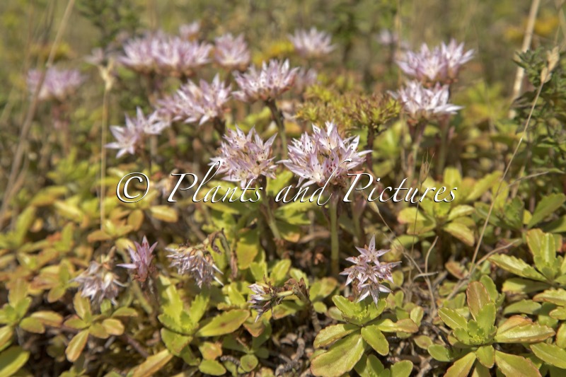 Sedum spurium