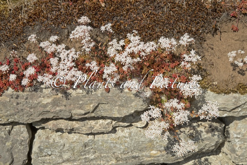 Sedum album