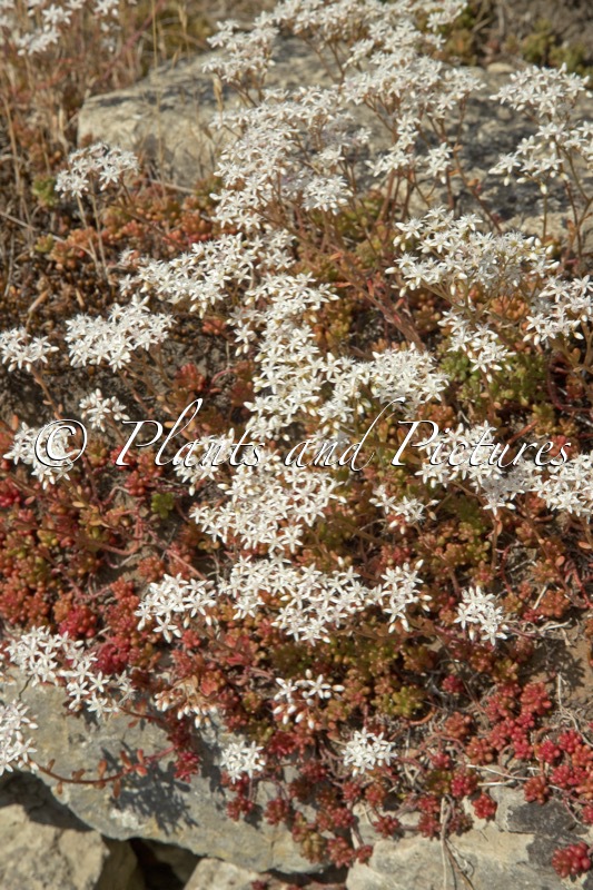 Sedum album