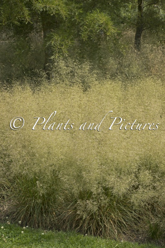 Deschampsia cespitopsa ‘Goldtau’