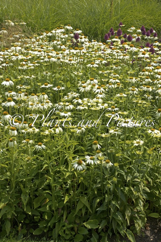 Echinacea ‘White Swan’