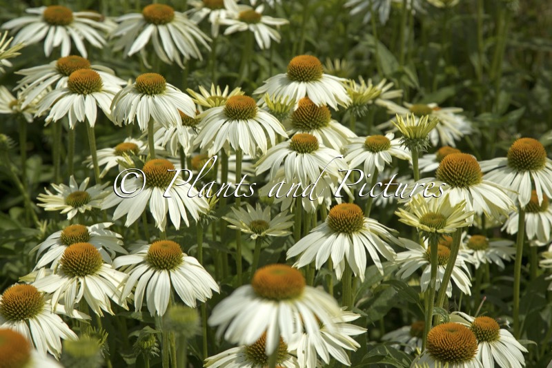 Echinacea ‘White Swan’
