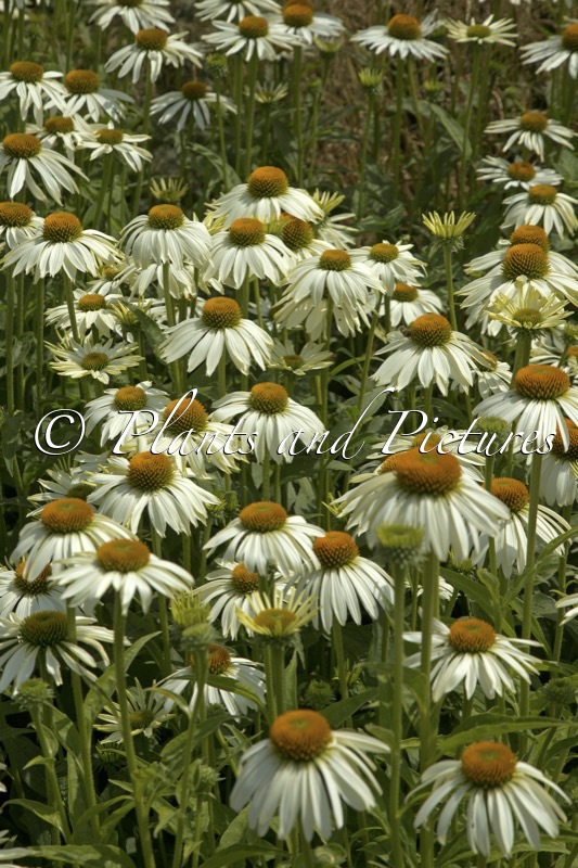 Echinacea ‘White Swan’