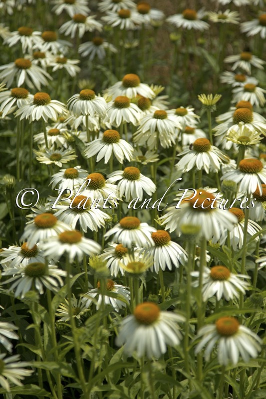 Echinacea ‘White Swan’