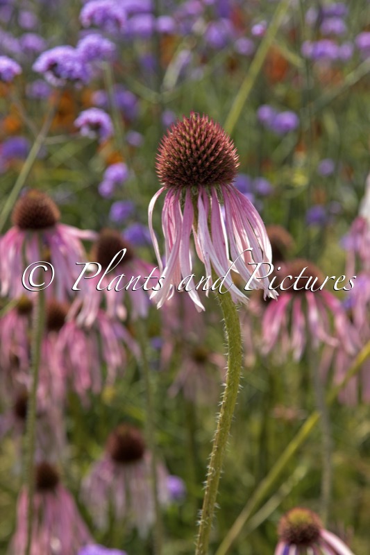 Echinacea pallida