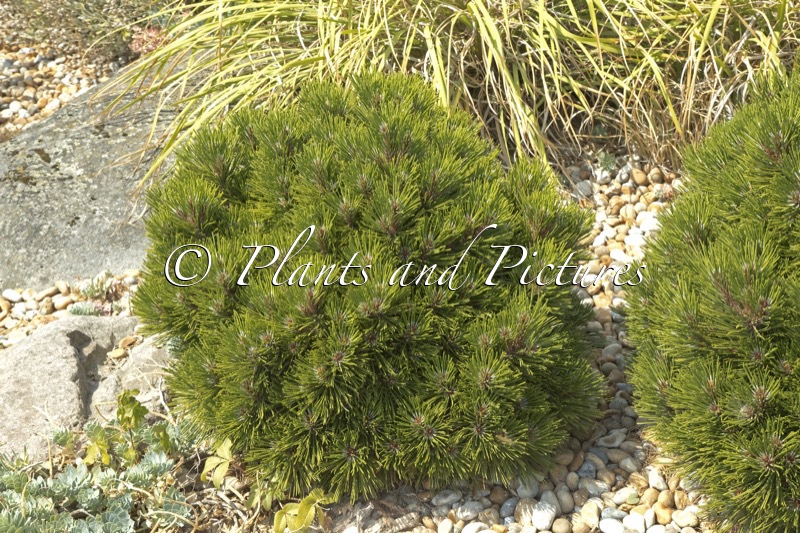 Pinus heldreichii ‘Smidtii’