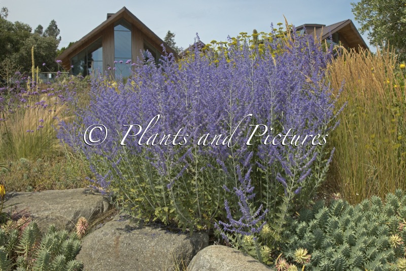 Perovskia ‘Blue Spire’