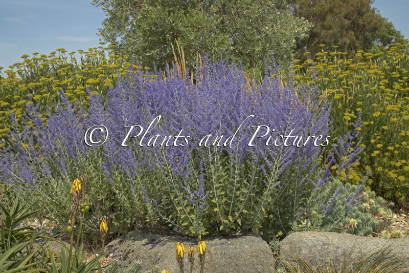 Perovskia ‘Blue Spire’