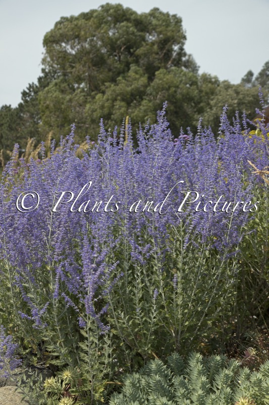 Perovskia ‘Blue Spire’