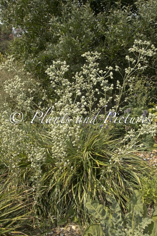 Eryngium eburneum