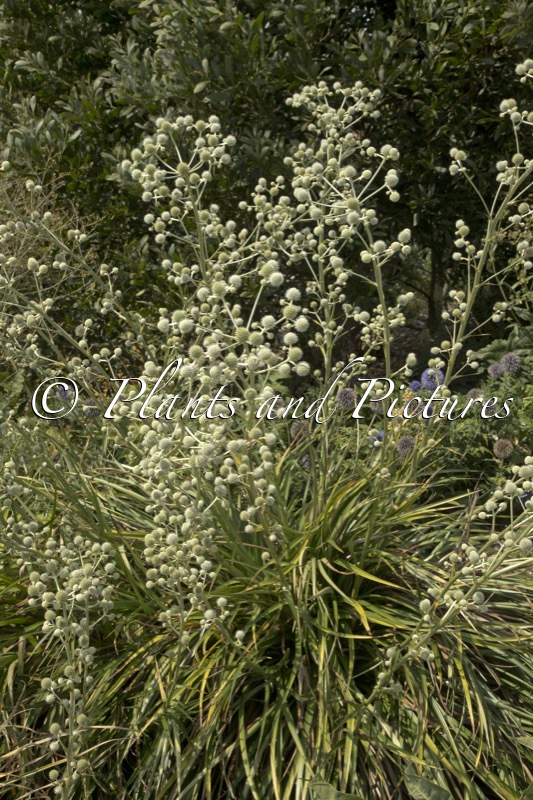 Eryngium eburneum