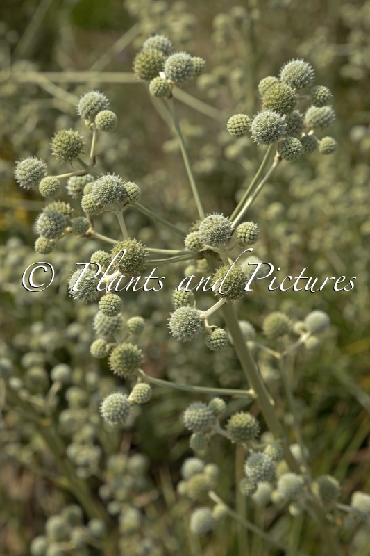 Eryngium eburneum