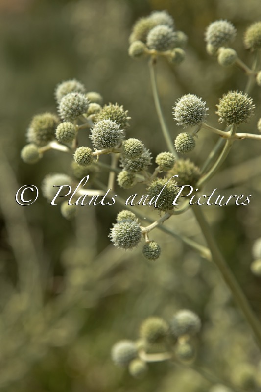 Eryngium eburneum