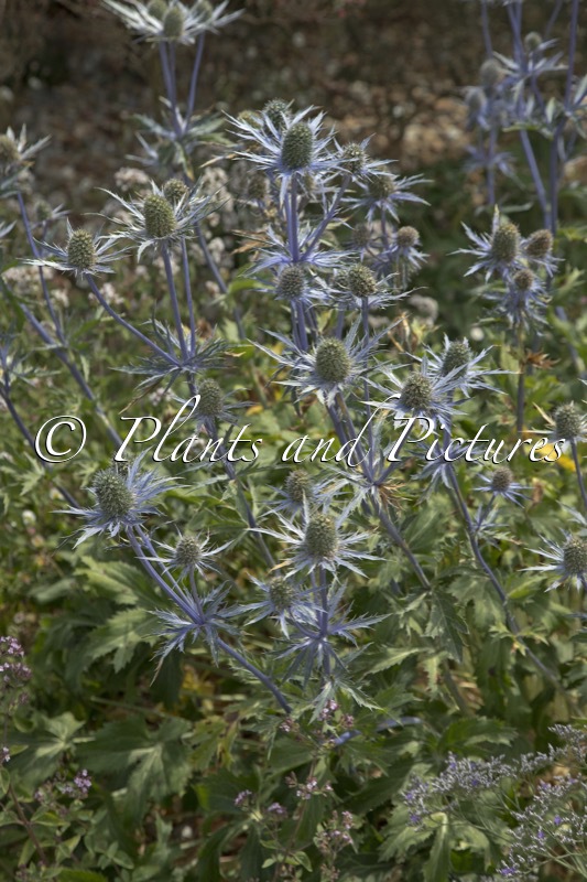 Eryngium ‘Jos Eijking’
