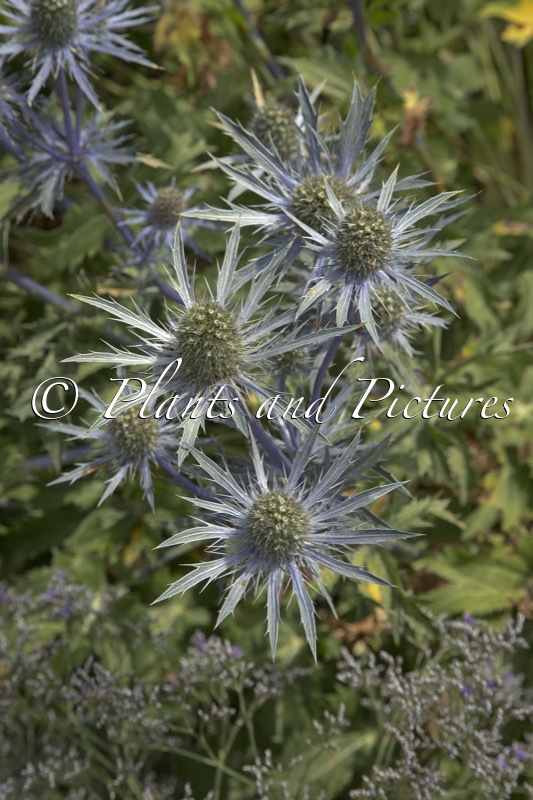 Eryngium ‘Jos Eijking’