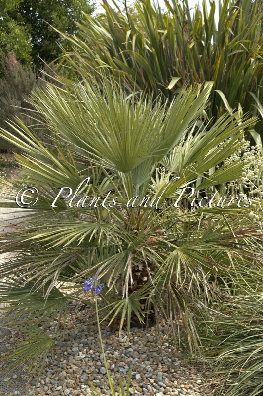 Chamaerops humilis