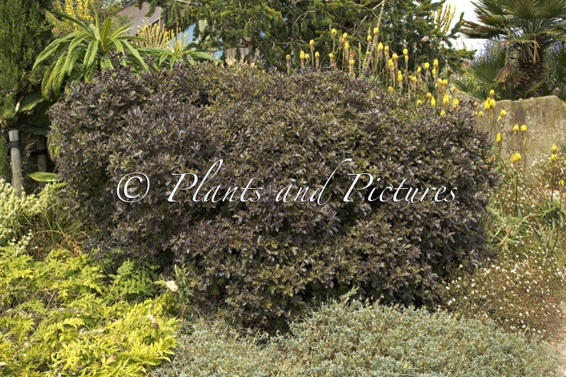 Pittosporum tenuifolium ‘Tom Thumb’