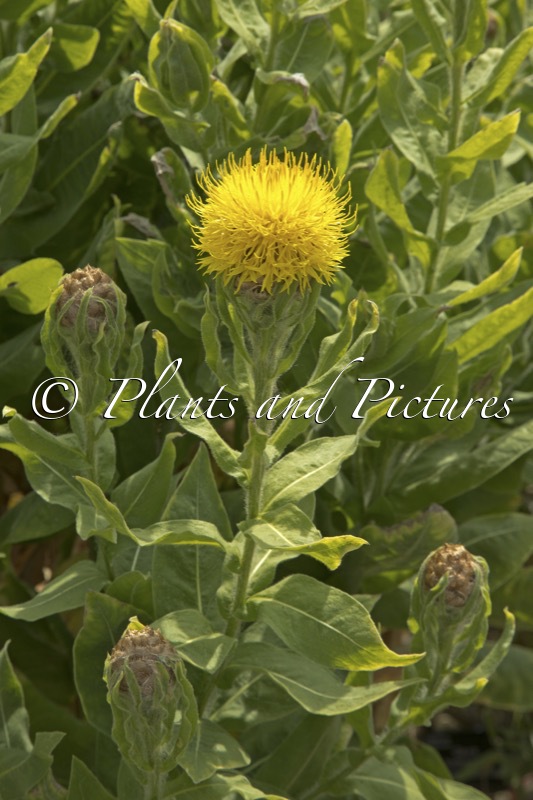 Centaurea macrocephala