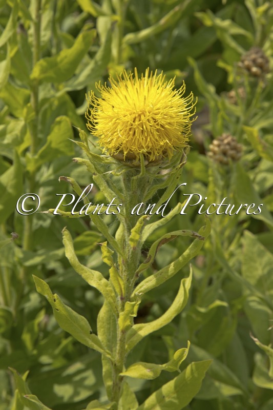 Centaurea macrocephala