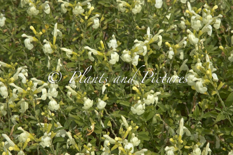 Salvia ‘Clotted Cream’