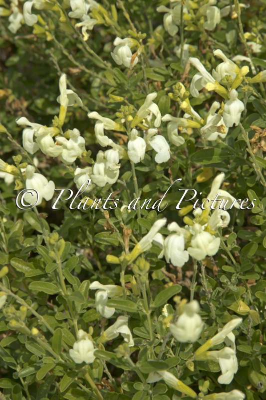 Salvia ‘Clotted Cream’