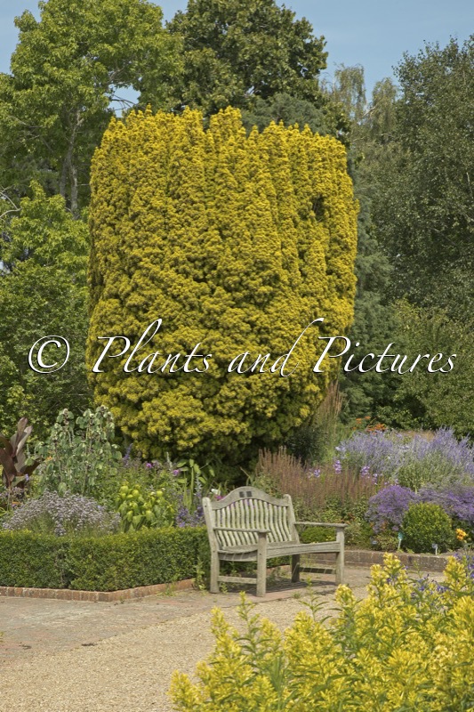 Taxus baccata ‘Fastigiata Aurea’