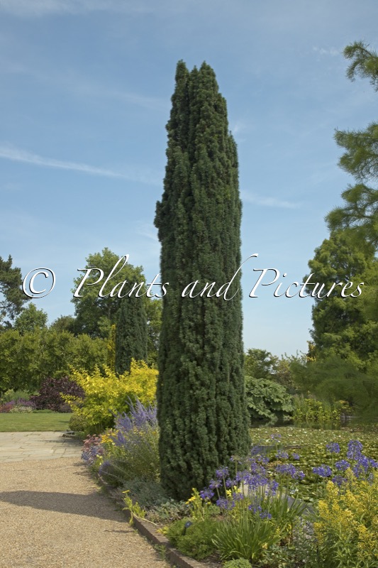 Taxus baccata ‘Fastigiata’