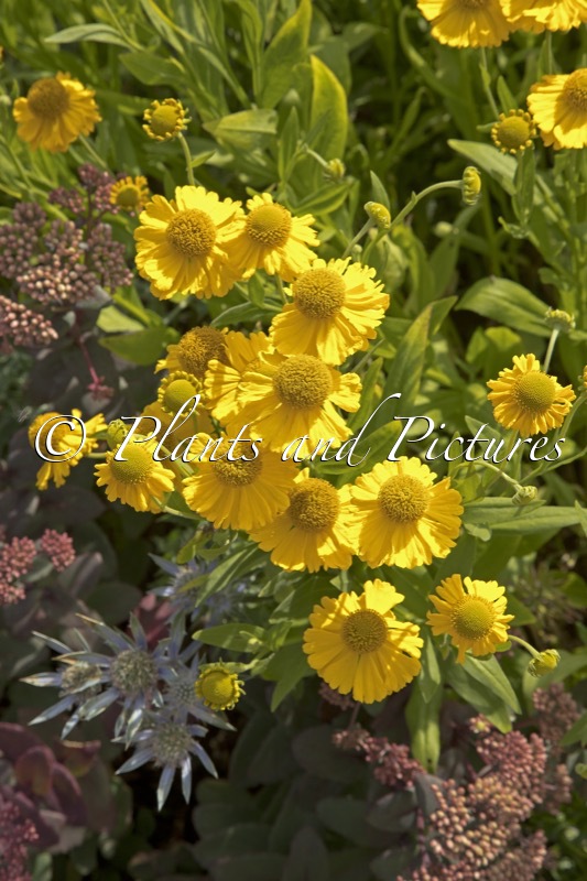 Helenium autumnale ‘Pumilum Magnificum’