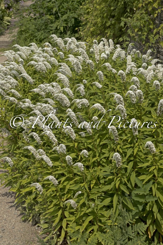 Lysimachia clethroides