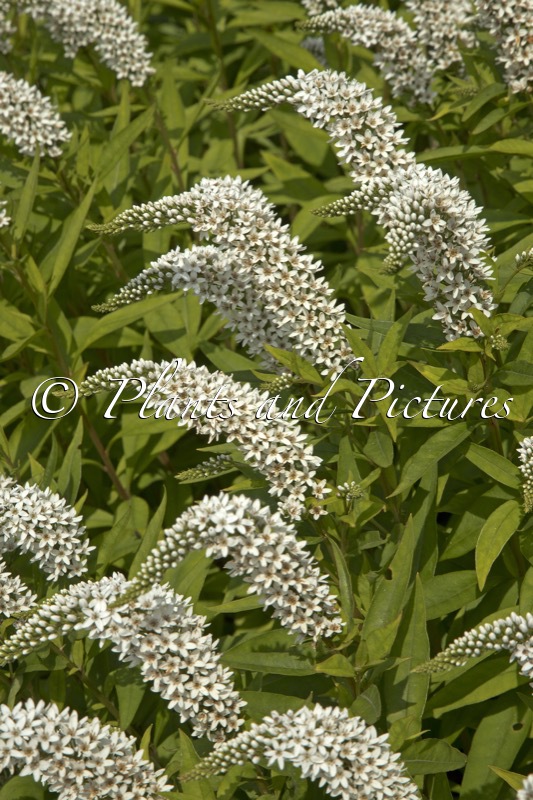 Lysimachia clethroides
