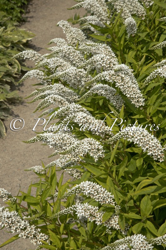 Lysimachia clethroides