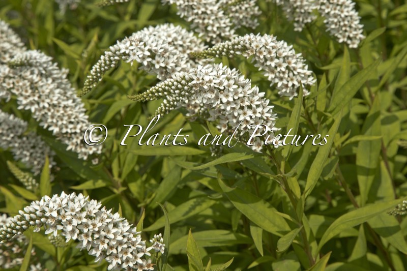 Lysimachia clethroides