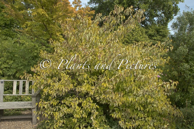 Stachyurus chinensis ‘Joy Forever’