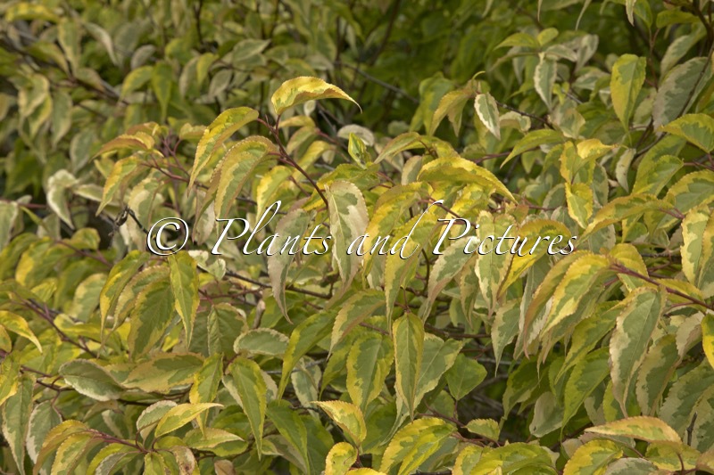 Stachyurus chinensis ‘Joy Forever’