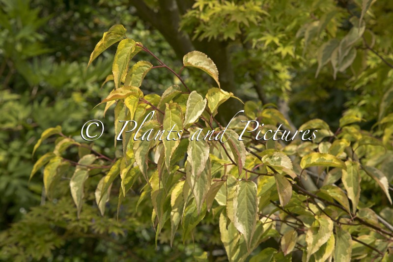 Stachyurus chinensis ‘Joy Forever’