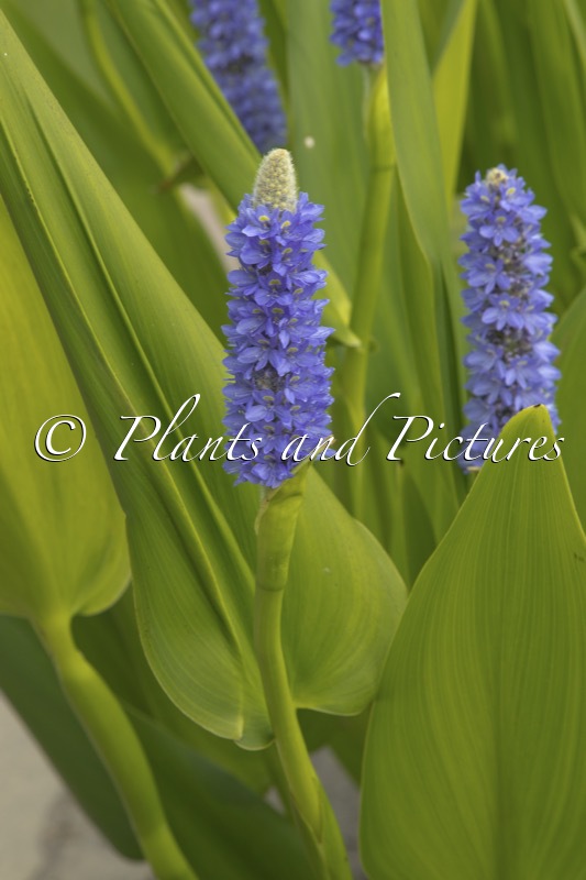 Pontederia cordata