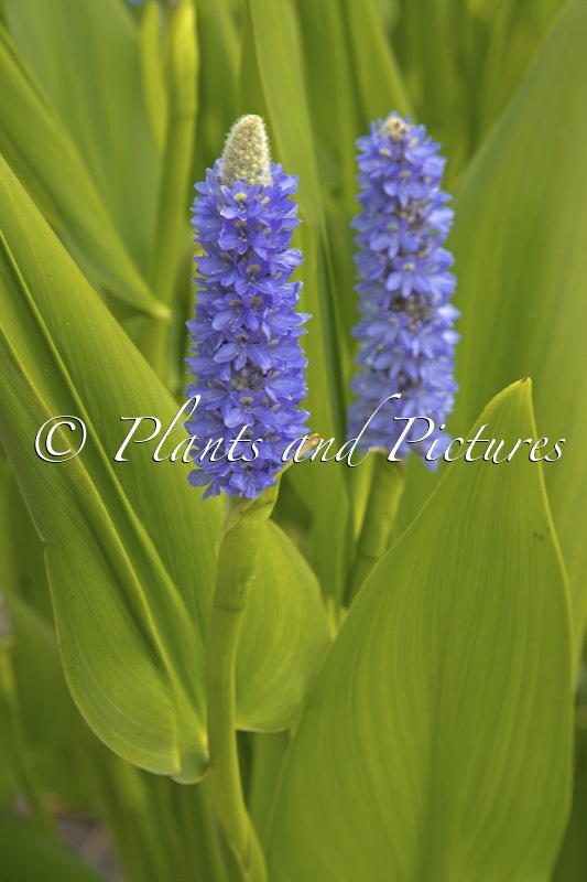 Pontederia cordata