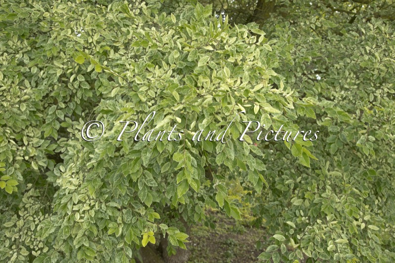 Ulmus parvifolia ‘Frosty’