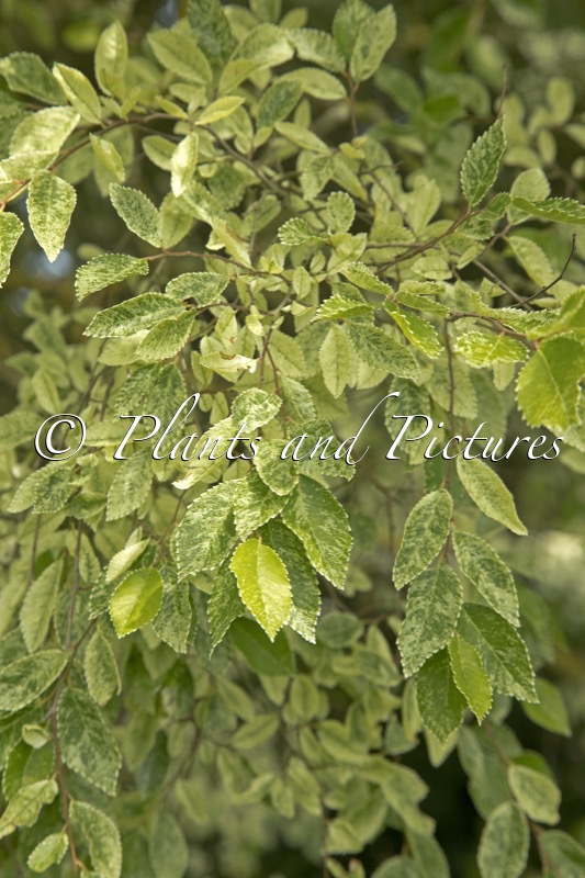 Ulmus parvifolia ‘Frosty’