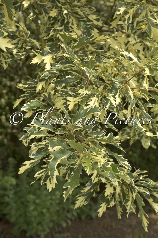 Quercus cerris ‘Argenteovariegata’