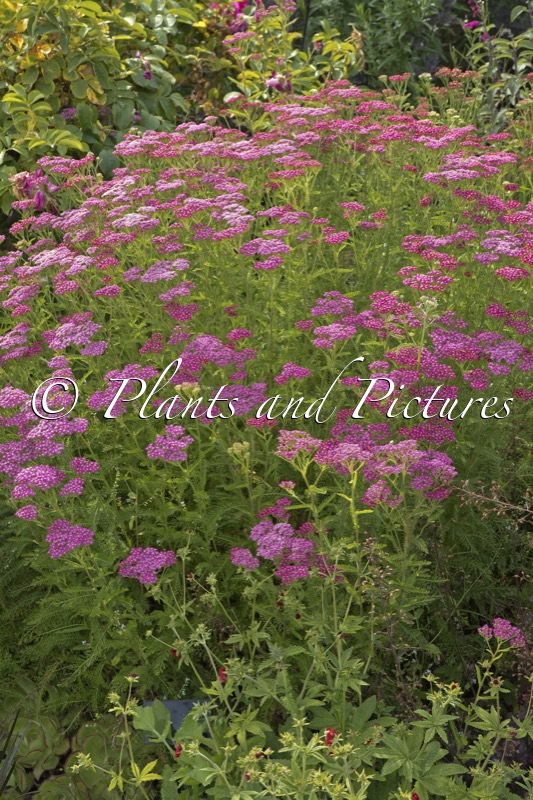 Achillea millefolium ‘Cerise Queen’