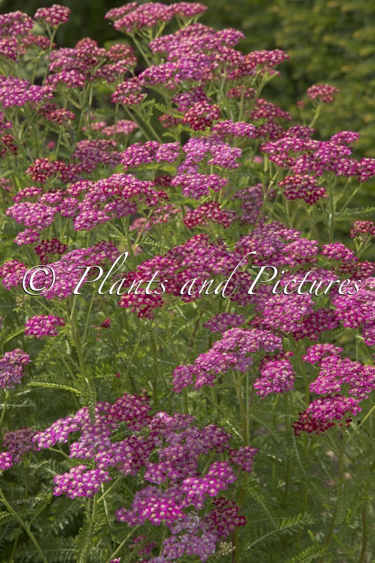 Achillea millefolium ‘Cerise Queen’