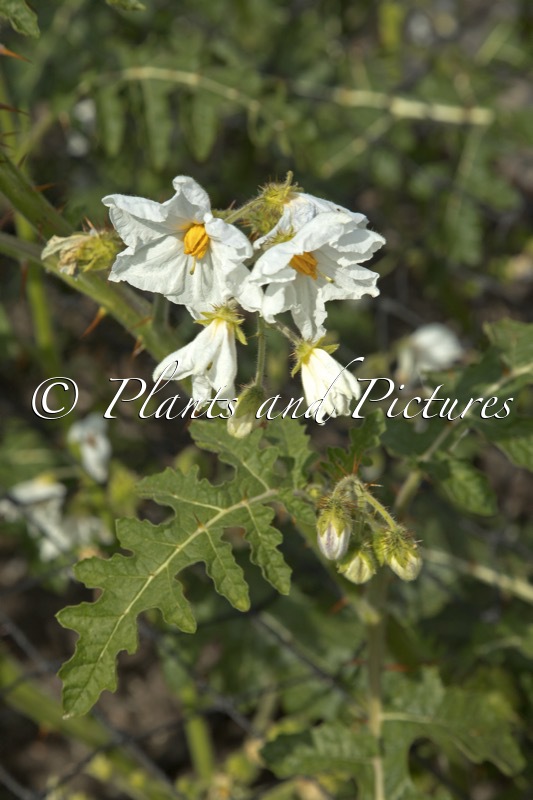 Solanum sisymbriifolium