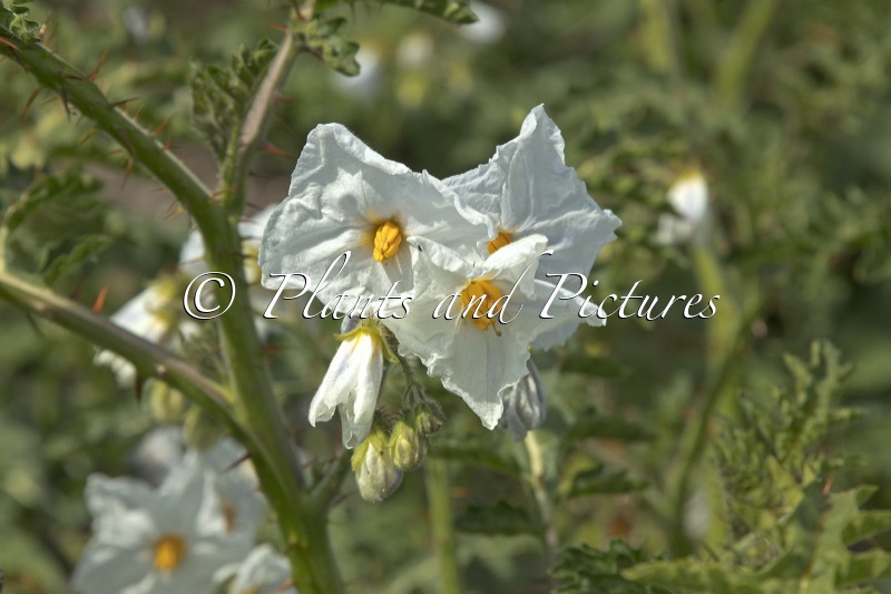 Solanum sisymbriifolium