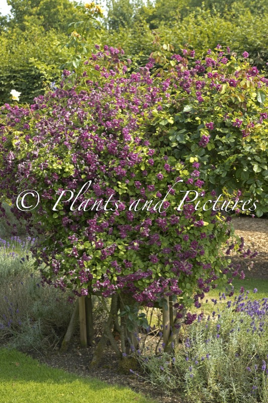 Clematis ‘Purpurea Plena Elegans’