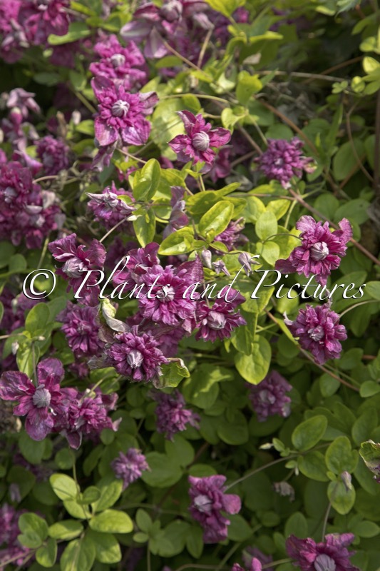 Clematis ‘Purpurea Plena Elegans’