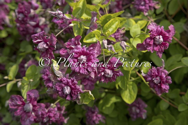 Clematis ‘Purpurea Plena Elegans’