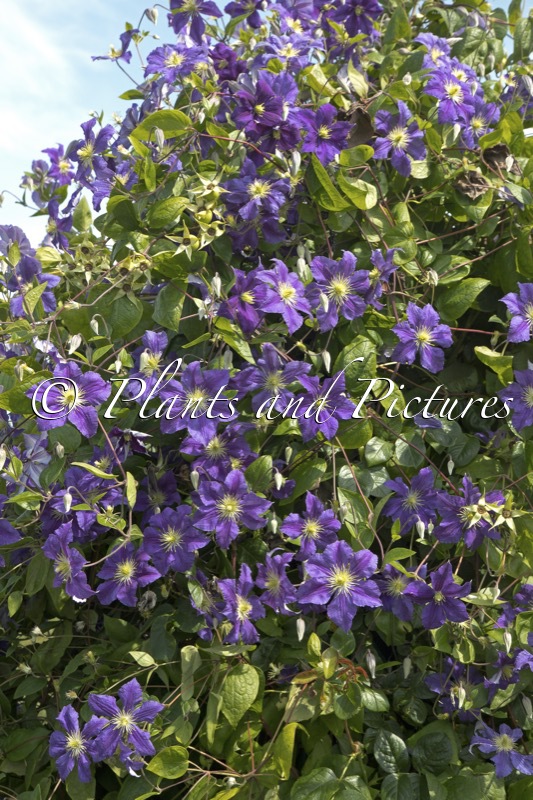 Clematis ‘Evipo001’ (WISLEY)